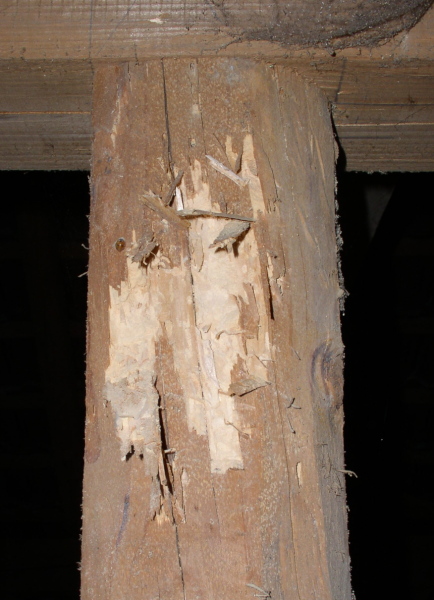 manuell_via_ftp_hochgeladen_Hausbockbefall.JPG